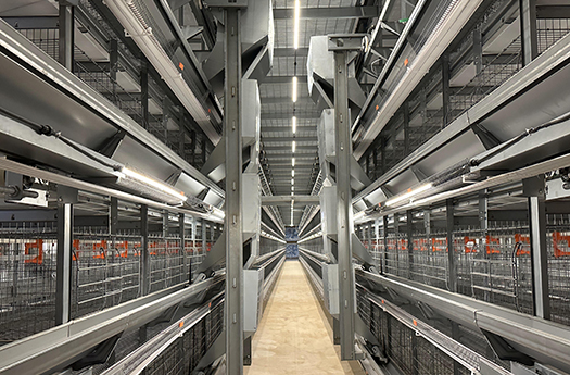 肉雞養殖系列產品